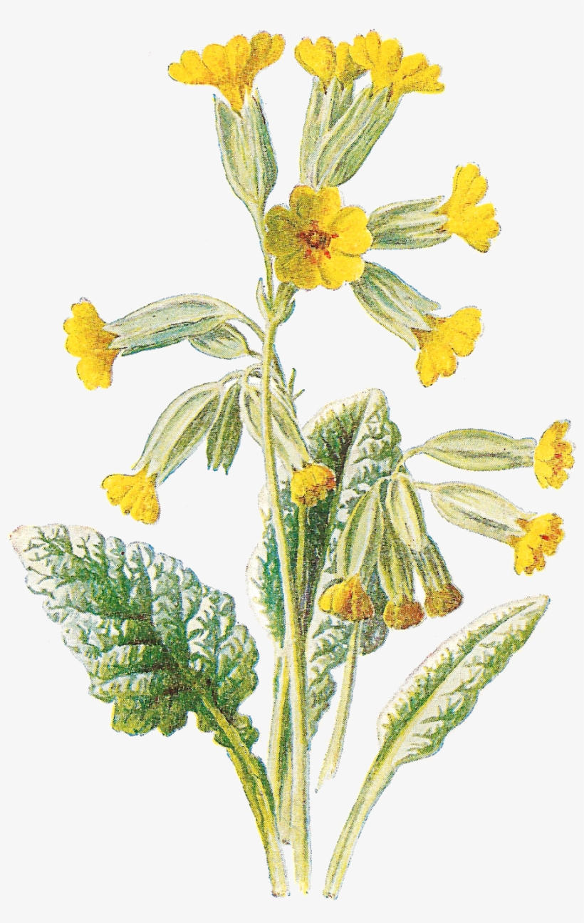Flower Free Wildflower Botanical Artwork Digital Clip - Cowslip, transparent png #7967077