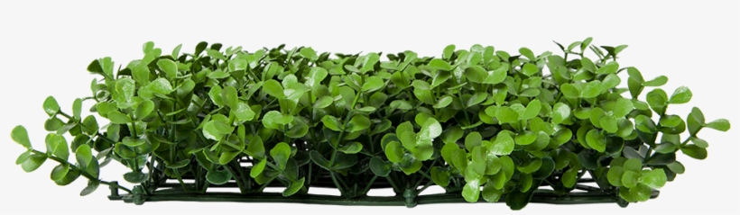 Small Boxwood Artificial Hedge - Leaf Vegetable, transparent png #7967372