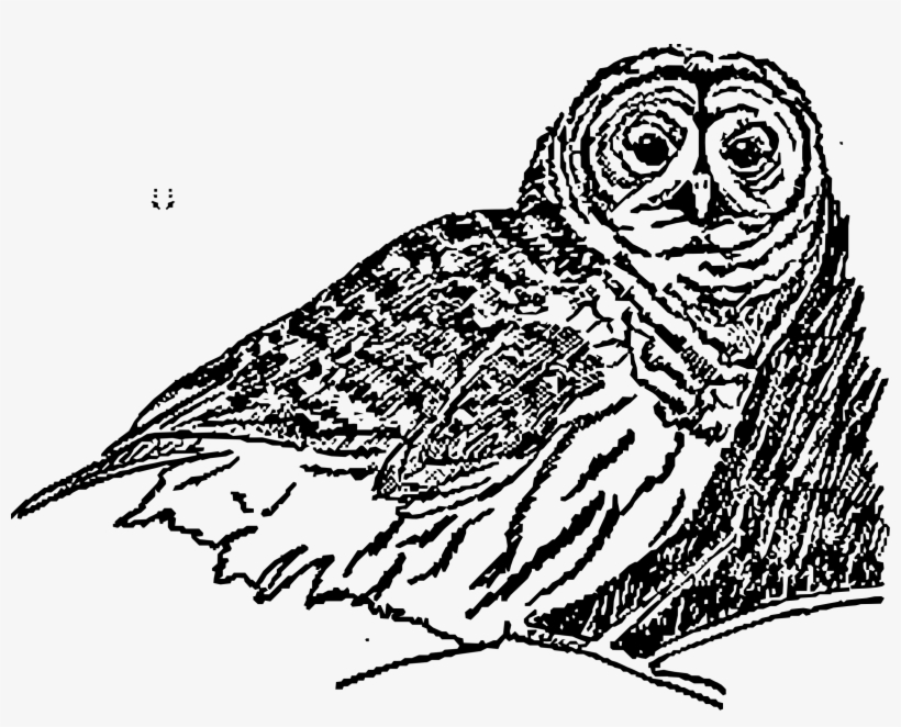 This Free Icons Png Design Of An Owl, transparent png #7967519