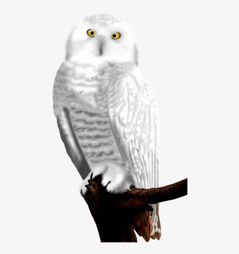 White Owls - البومة البيضاء, transparent png #7967831