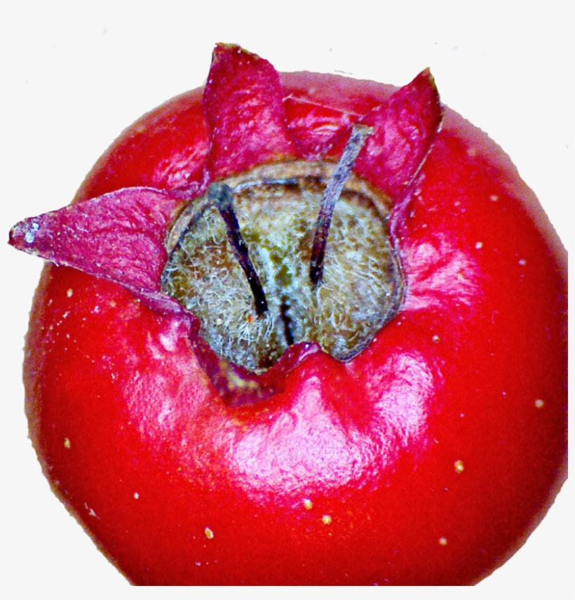 Two Styles Of Midland Hawthorn - Plum Tomato, transparent png #7968668