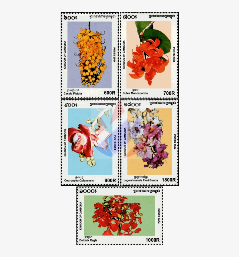 Coquelicot, transparent png #7971487