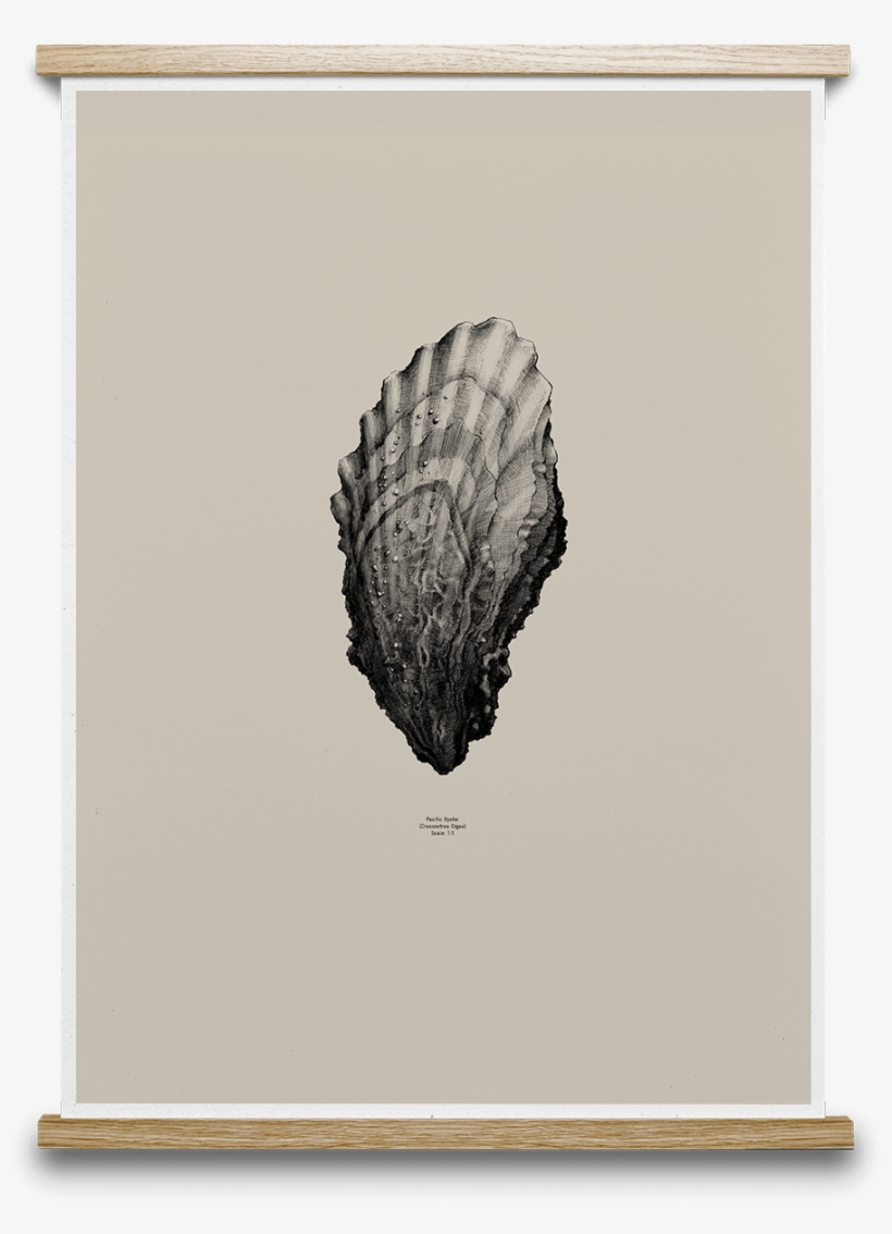 Vector Free Stock Oyster Sand Buy Prints Print Poster - Pine Cone Gray Paper Collective, transparent png #7972485