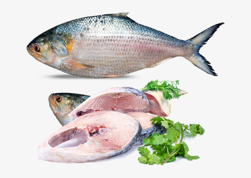 Rm5 - - Hilsa Fish In Mumbai, transparent png #7972859