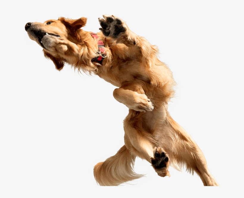 Golden - Dog Catches Something, transparent png #7972939