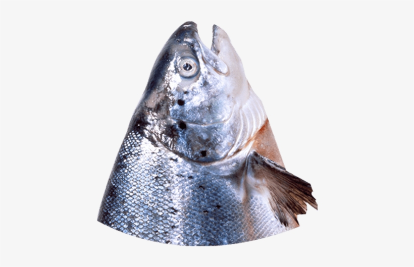 Fish Head - Fish Products, transparent png #7972987