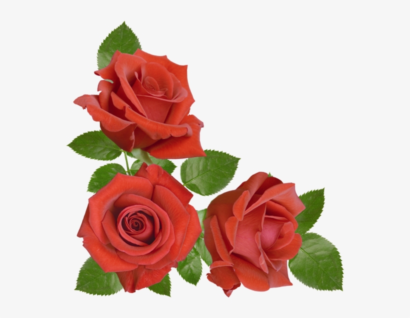 Red Rose - Floribunda, transparent png #7973350