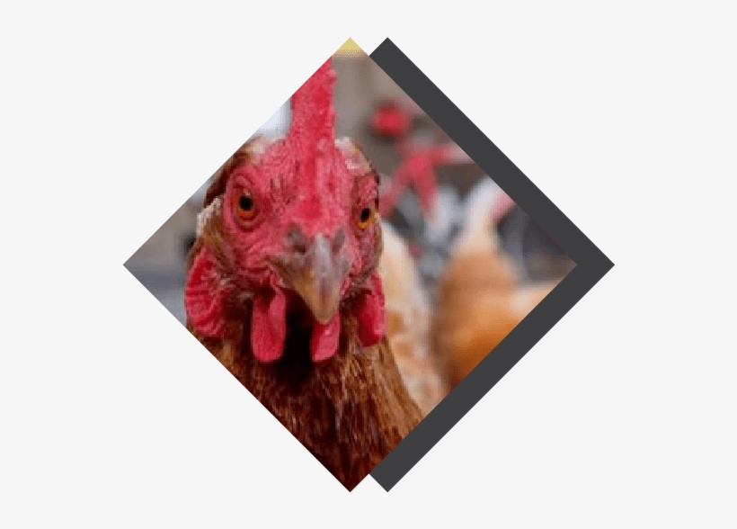 Through The Chicken & Egg Project - Rooster, transparent png #7974053