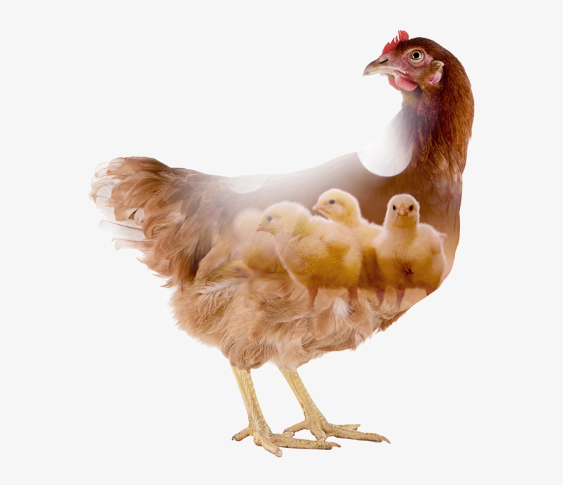 Chicken, transparent png #7974114