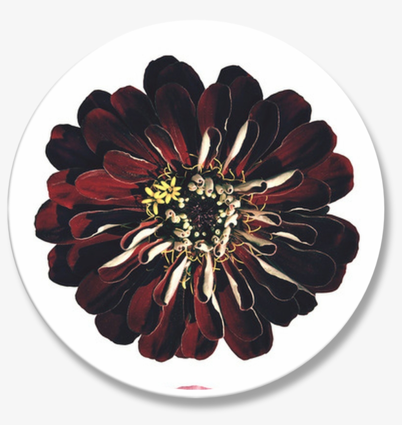 Vintage Flowers - Common Zinnia, transparent png #7974954