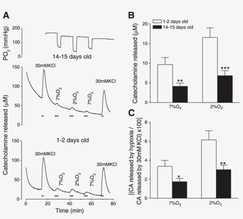 Secretion Of Ca In Response To Hypoxia From In Vitro - Diagram, transparent png #7975535