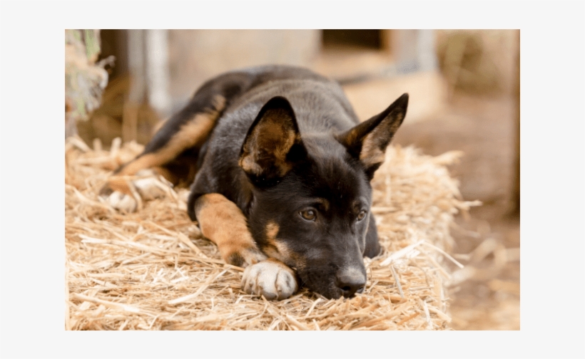 Donate To Petrescue - Companion Dog, transparent png #7975764