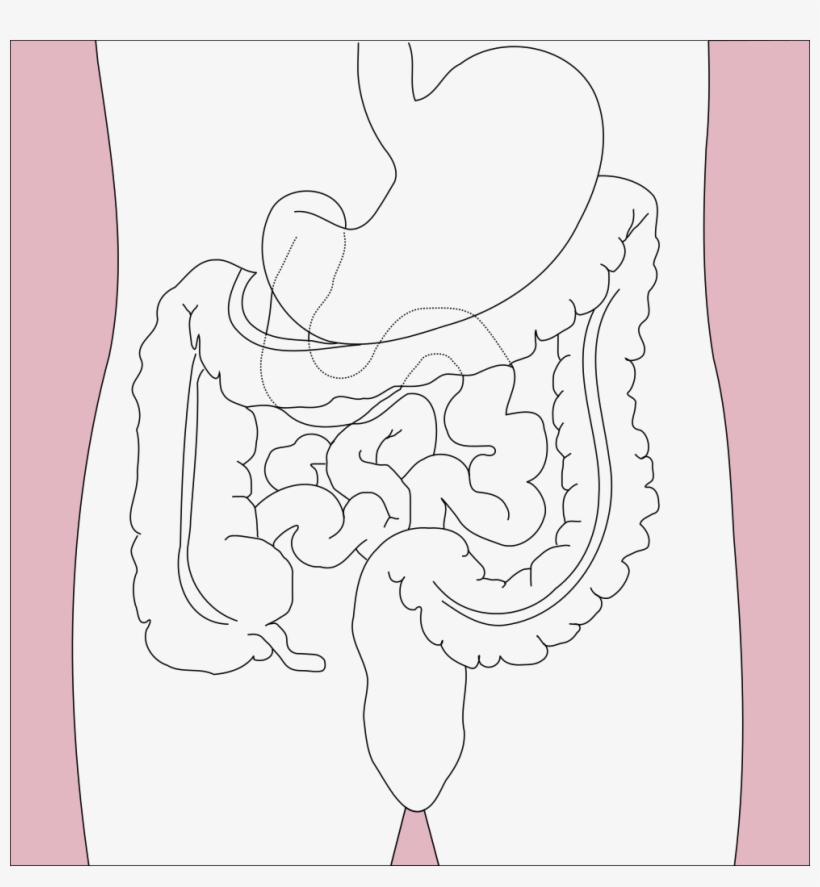 991 X 1024 3 - Your Appendix Located, transparent png #7977481