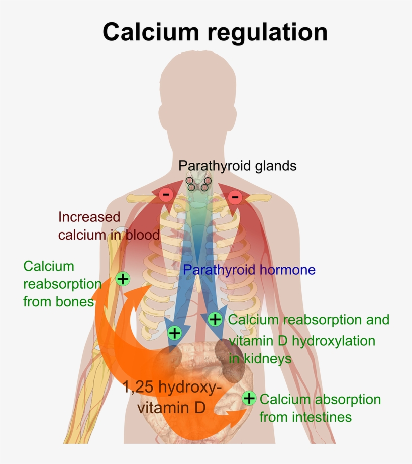 Picture - Does Calcium Help Your Body, transparent png #7977578