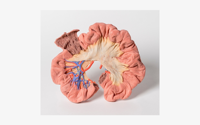 Skip To The End Of The Images Gallery - Diagram, transparent png #7977631