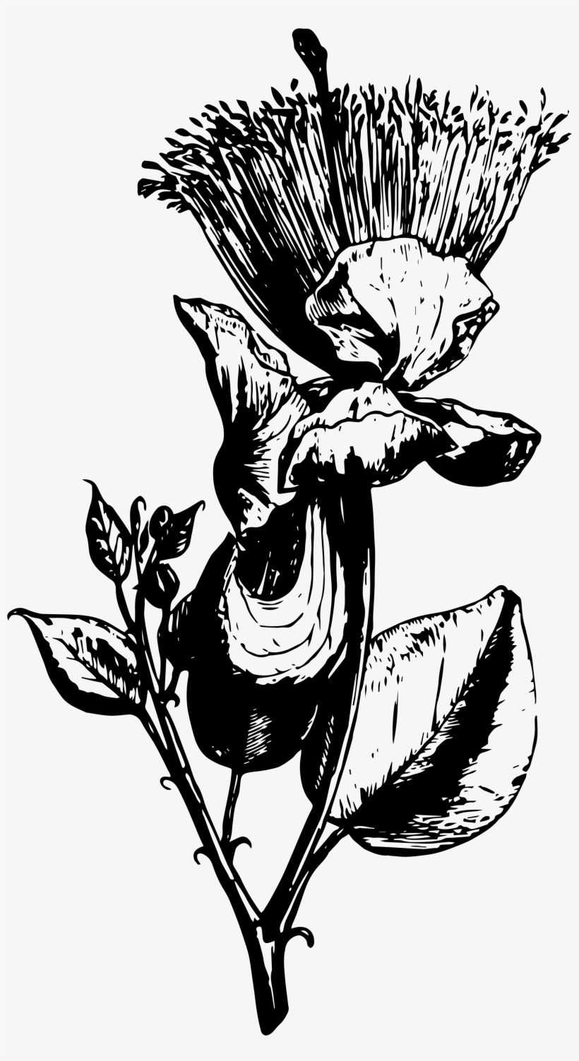 Vector Vintage Flora Illustrations Example Image - Illustration, transparent png #7978112