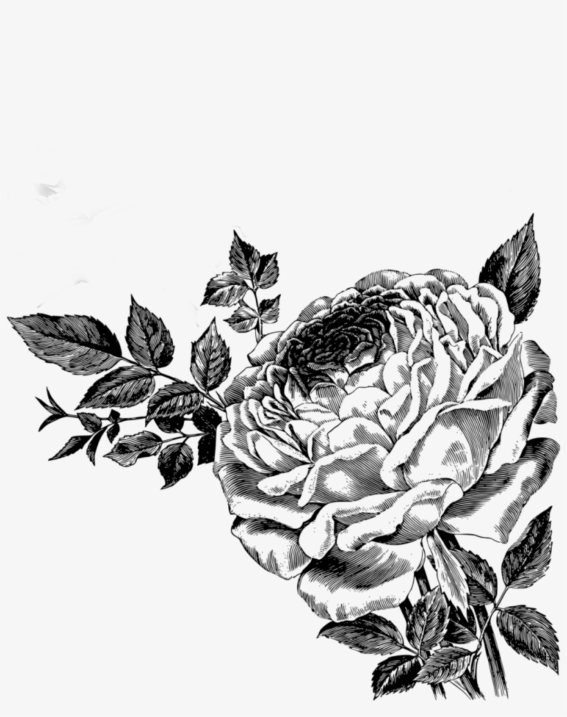 Drawing Of Roses Vector Clipart - Free Roses Vector Png, transparent png #7978298