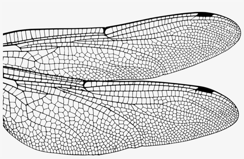 Dragonfly, Wing, Bug, Insect, Fly, Nature, Damselfly - Black And White Art Dragonfly Wings, transparent png #7979574