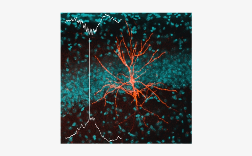 Membrane Potential Recording Of A Ca1 Pyramidal Neuron - Visual Arts, transparent png #7980109