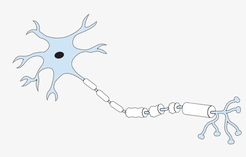 Diagram Of A Labeled Nerve Cell, transparent png #7980421