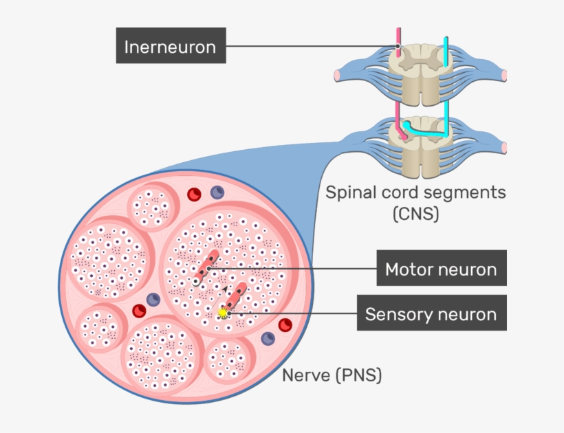 An Image Showing The Action Potential Moving Through - Neuron, transparent png #7980464