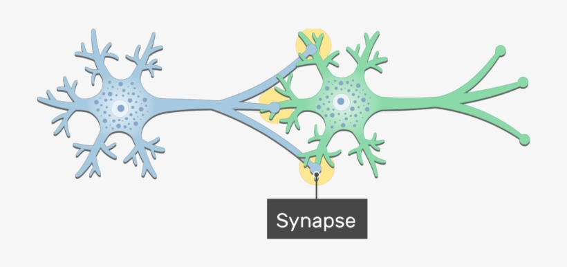 An Image Showing The Synapse Between 2 Neurons Showing - Neuron Synapse, transparent png #7980675