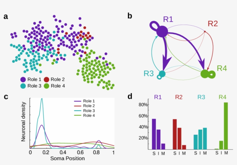Clip Transparent Download Flow Roles For Neurons In - Diagram, transparent png #7980942