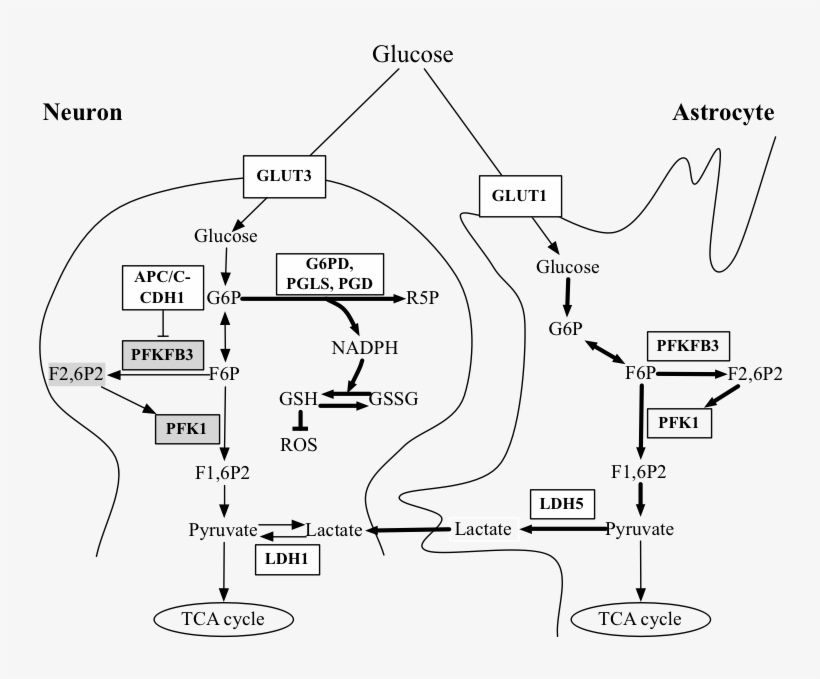 Overview Of The Neuron-astrocyte Glycolysis - Diagram, transparent png #7980976