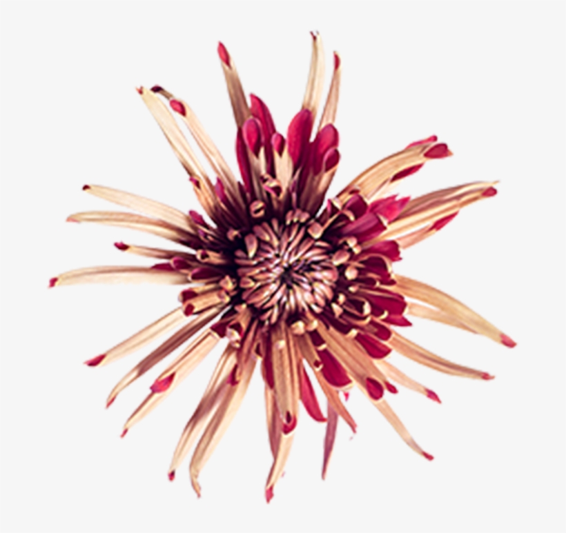 Bronze Fuji Cocoa Bronze Fuji Cocoa - Passion Flower, transparent png #7983241