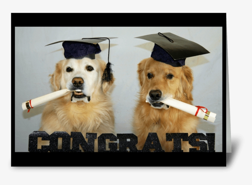 Congrats Grads - Golden Retriever, transparent png #7984711