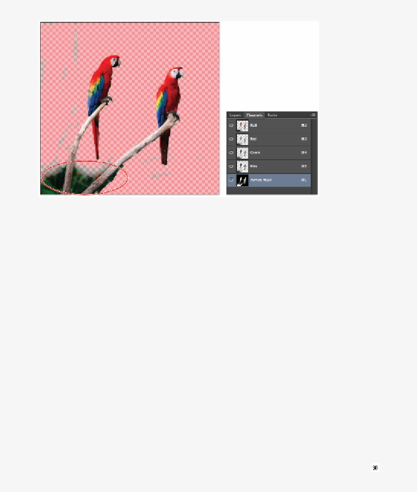 Macaw, transparent png #7987304