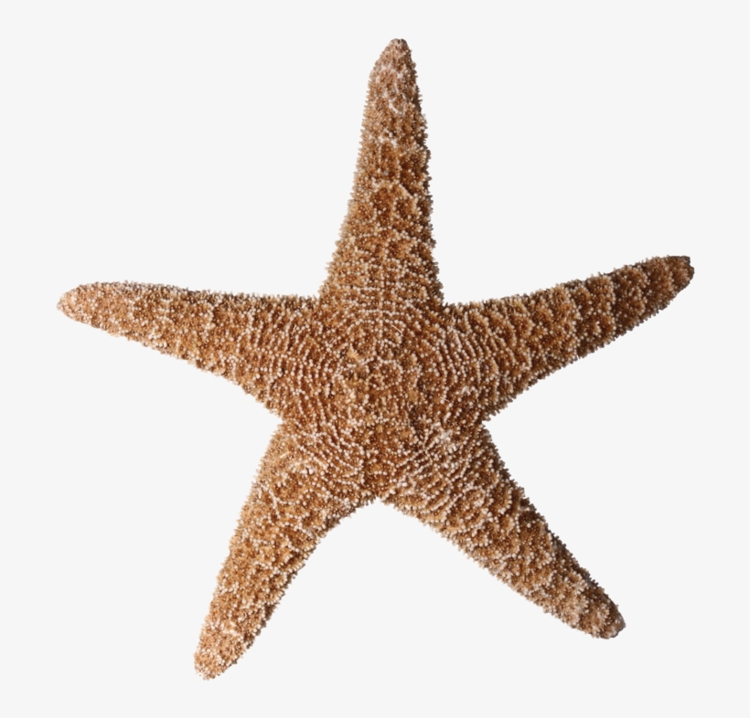 Starfish Png Pluspng - Stock Photography, transparent png #7987412