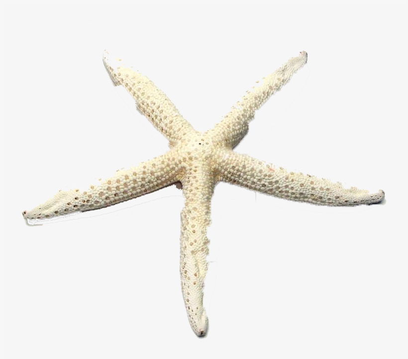Starfish, transparent png #7987453