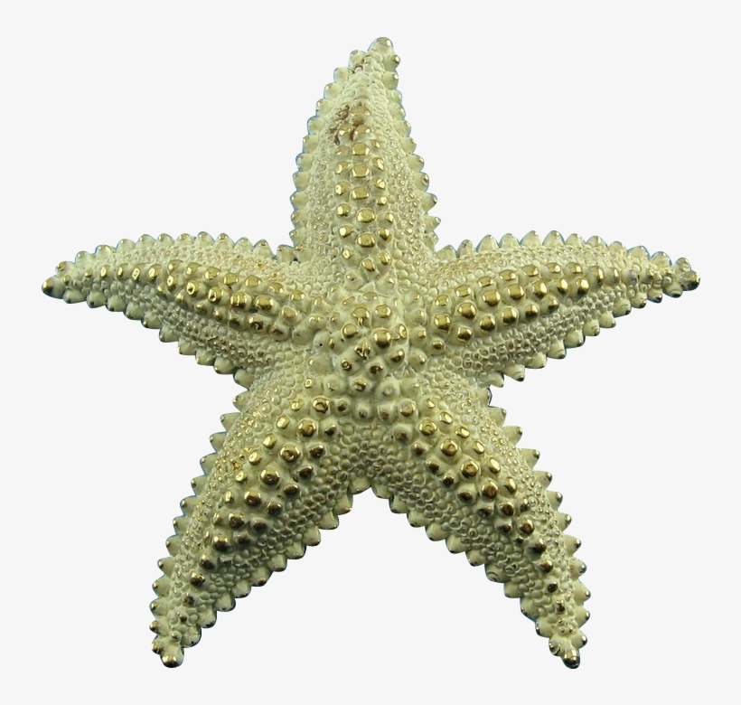 Vintage Monet Frosted Golden Large Starfish Pin - Stern Zopf, transparent png #7987854