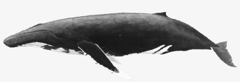 Download Whale Fish Png Transparent Images Transparent - Whale, transparent png #7987987
