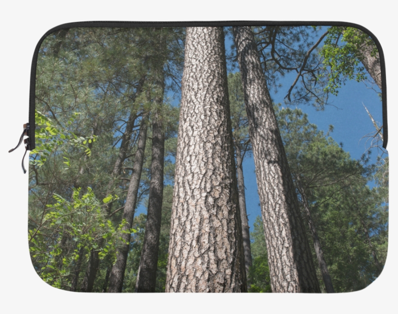 Tall Pine Trees Mt Lemmon Arizona Microsoft Surface - Grove, transparent png #7988110