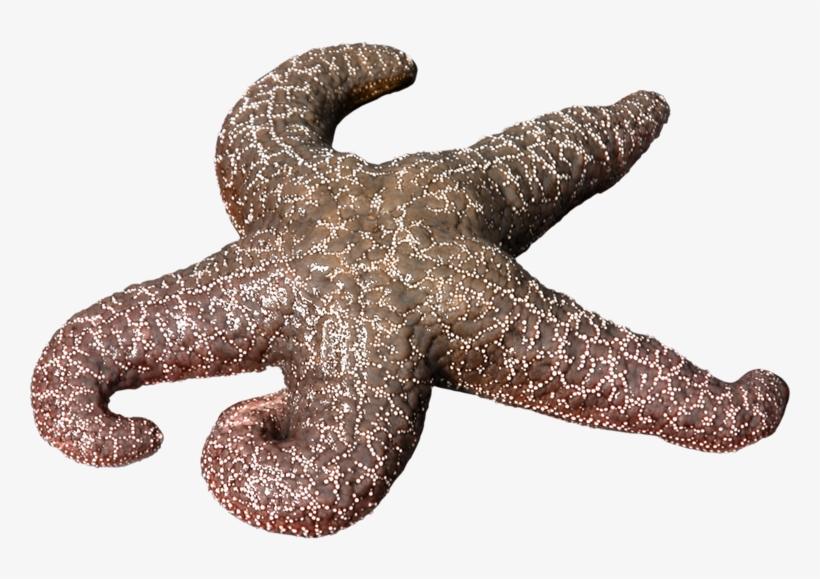 Starfish, transparent png #7988160