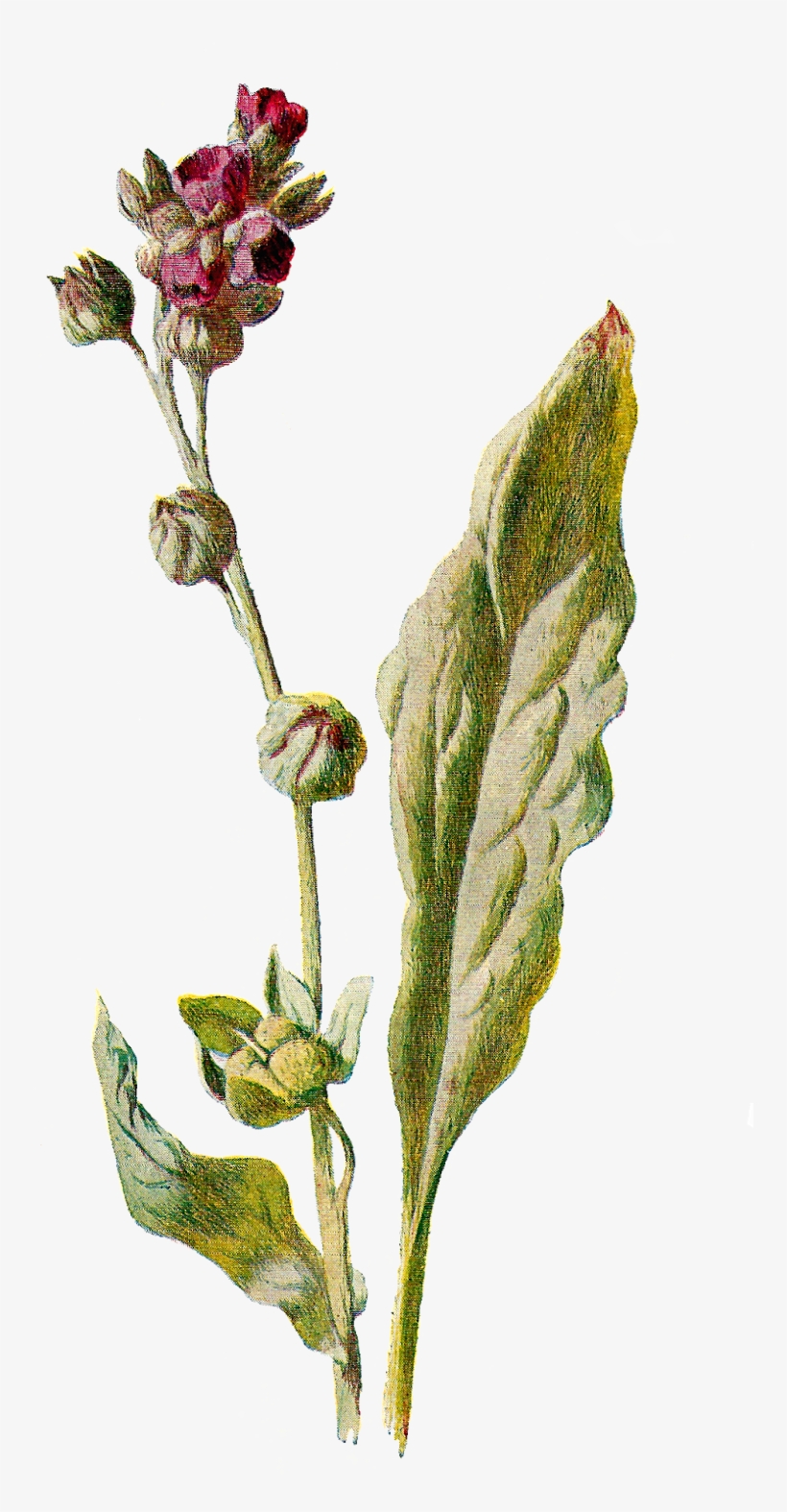 Flower Botanical Illustration Wildflower Image - Pink Evening Primrose, transparent png #7989104