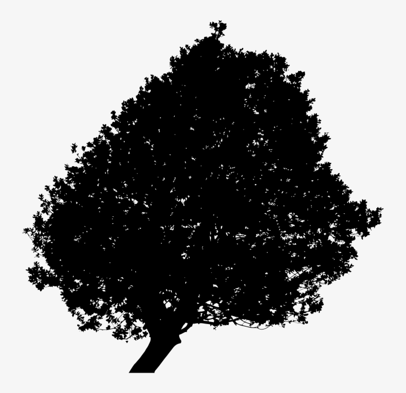 Medium Image - Silhouette Of Oak Tree, transparent png #7989238
