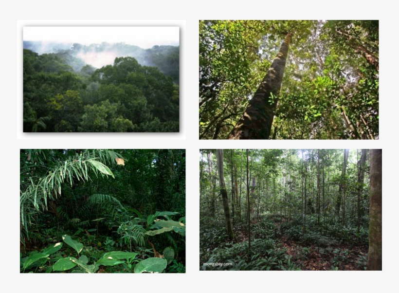 Understory Layer Of The Rainforest, transparent png #7989245