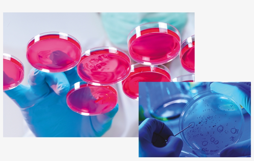 Agar - Cell, transparent png #7995747