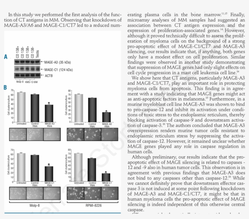 Silencing Of Ct Genes Mage A3 Or Mage C1/ct7 Results - Document, transparent png #7997105