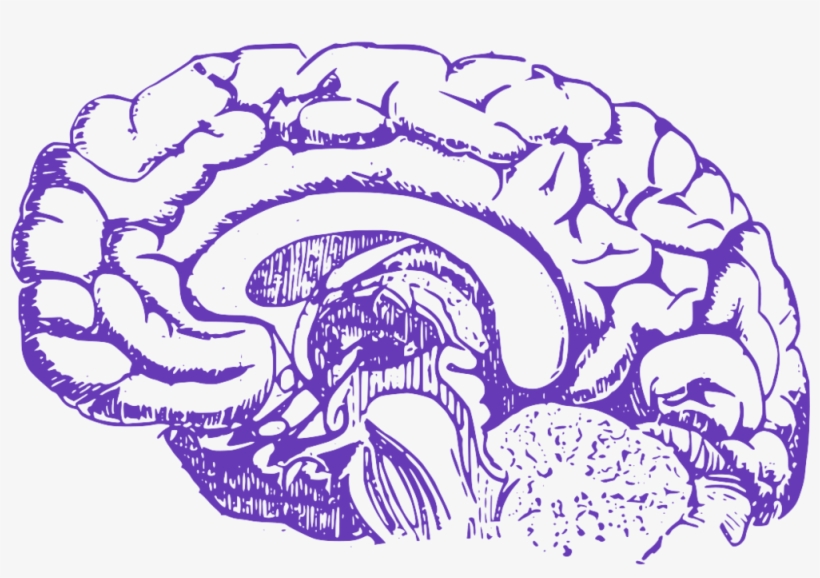 Cerebro Alzheimer Png, transparent png #7998272