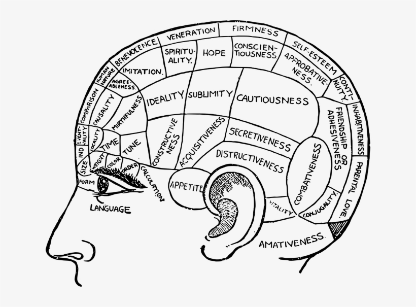 Identifican La Zona Del Cerebro Relacionada Con El - Drawing Of Psychology, transparent png #7998578