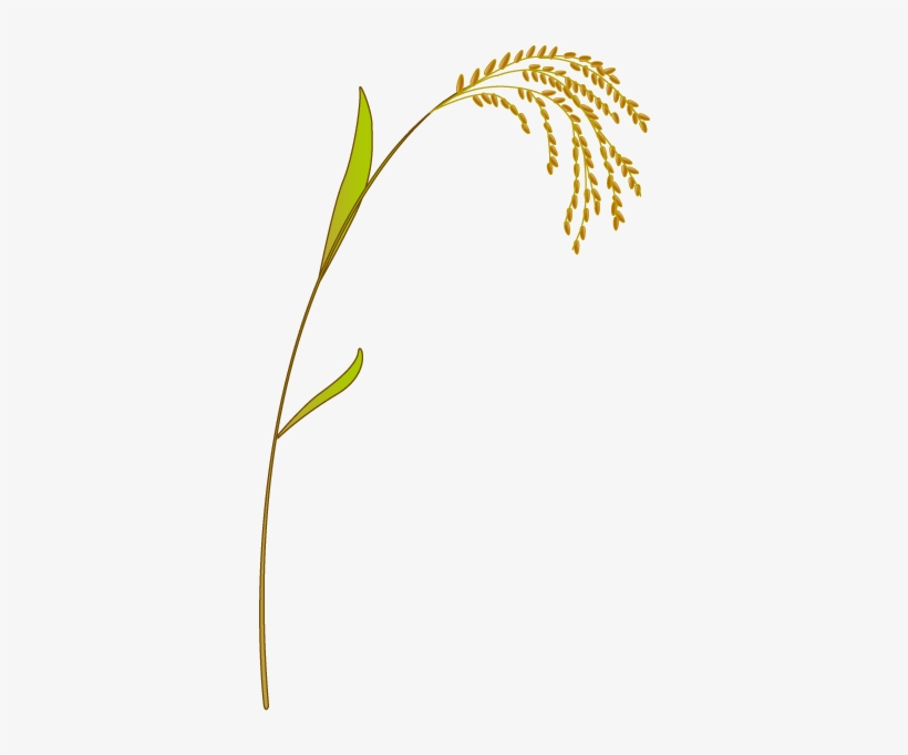 201109 Rice - Vector Leaf Rice Png, transparent png #80262