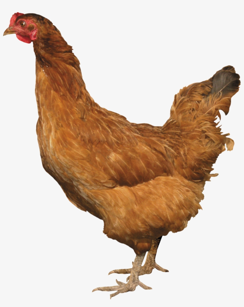 Chicken Png Clipart - Chicken With No Background, transparent png #80452