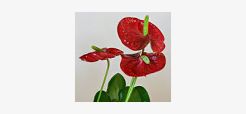 Anthurium Plants Suppliers In India - Laceleaf, transparent png #80570