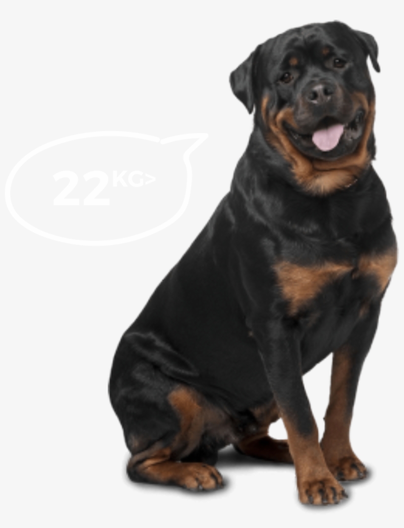 Big Dogs - Bi-monthly - Best Dog For Home Security And Kids, transparent png #80749