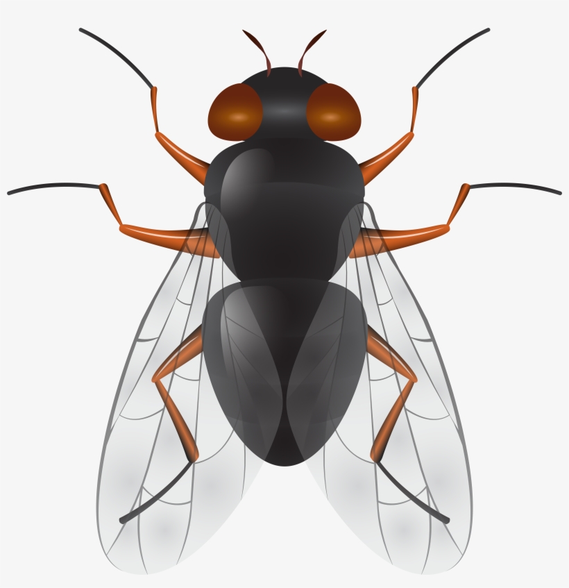 Fly Png Clip Art, transparent png #81107