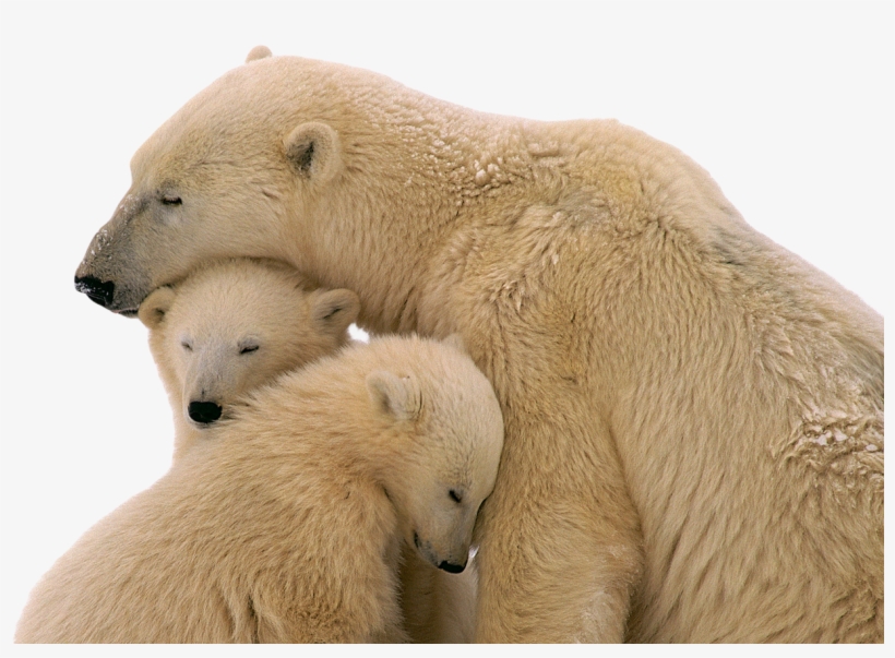 Animal Families Photos Hd, transparent png #81223